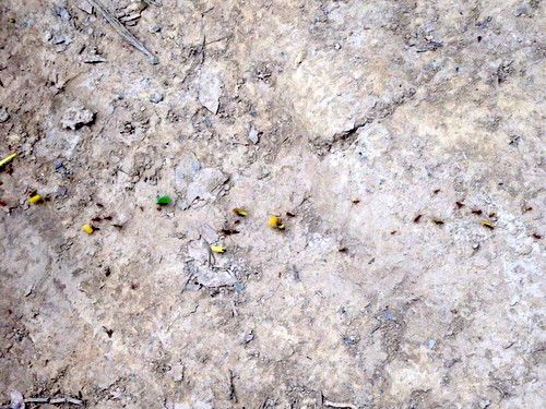 Leaf Cutter (Red) Ants are harvesting.